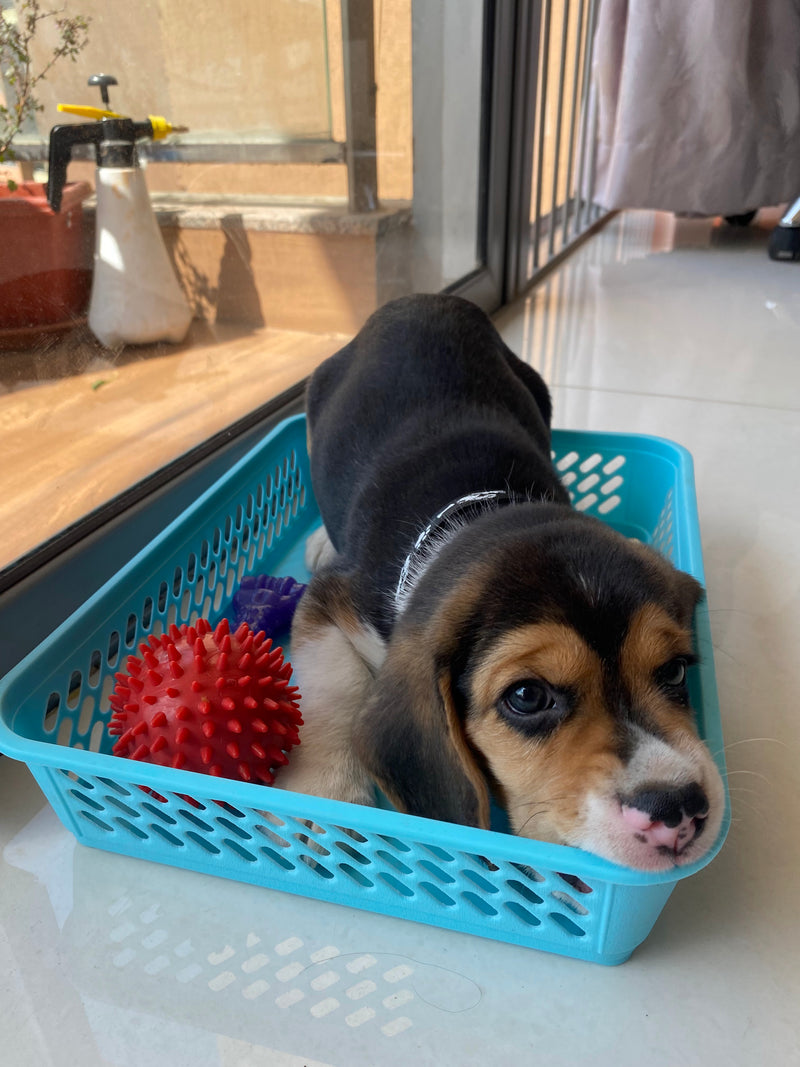COCO's brand story